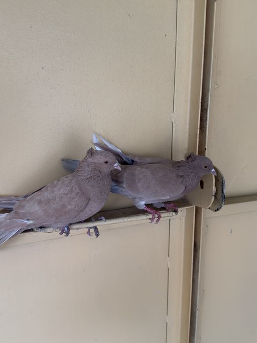 Kabutar faqat para / parasi 250 ming