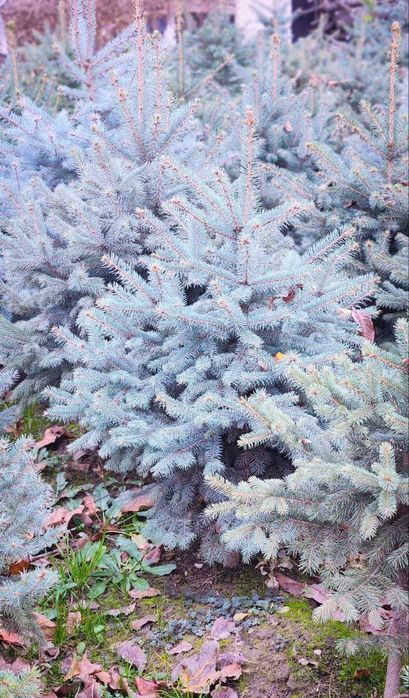 Элитная голубая ель в Ташкенте! Голубой арча Тошкентда