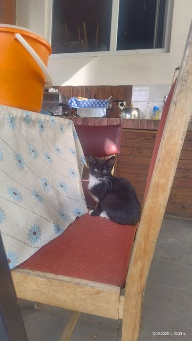 Котета си търсят дом!