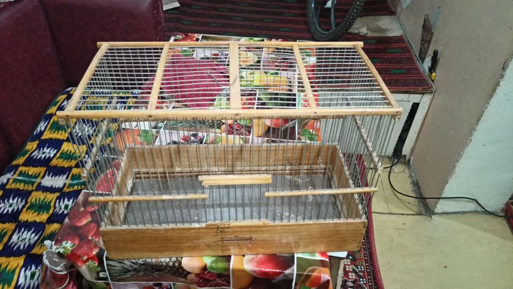 Кафас котта. Янги