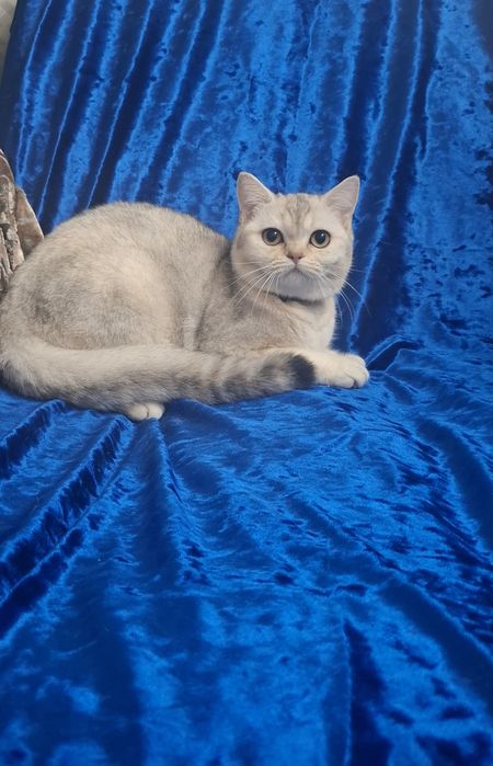 Котята Шотландский скоттиш страйт