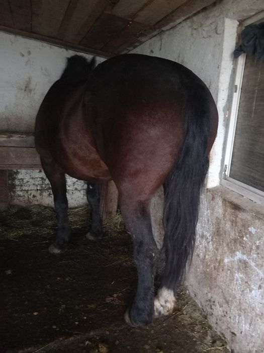 Vând sau schimb cal castrat de 6 ani 170 la greben garantat la căruță