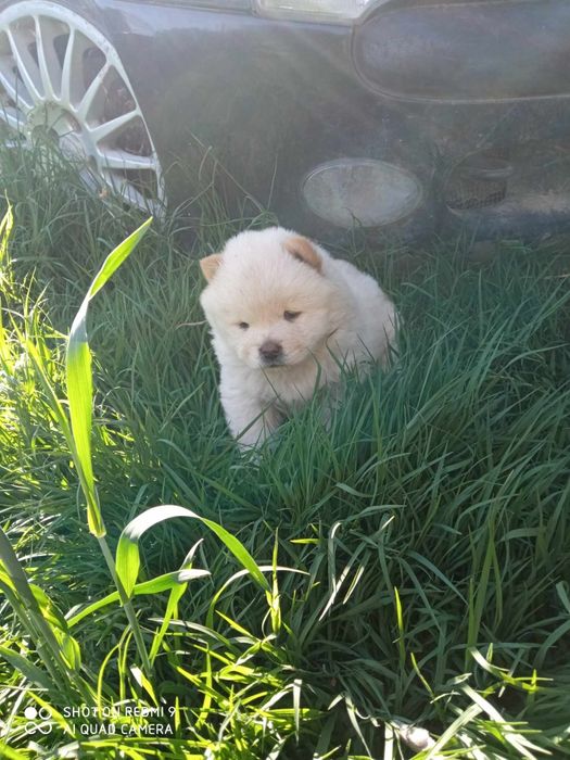 Băiețel Chow Chow