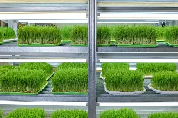 Продам готовый бизнес. По выращиванию микрозелени пленицы.