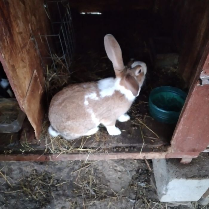 Vînd iepuri hicolle francez și secuiești