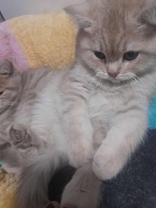 Britanskiy 2 oylik õğil mushukchalar zaruriyat tufayli sotiladi