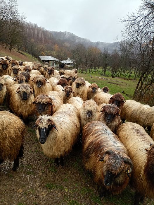 Oi bucălai de vanzare