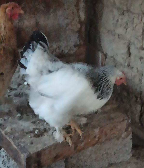 Tuxum qoʻyadigan tovuqlar sotiladi hammasi  yosh