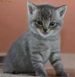 British shorthair