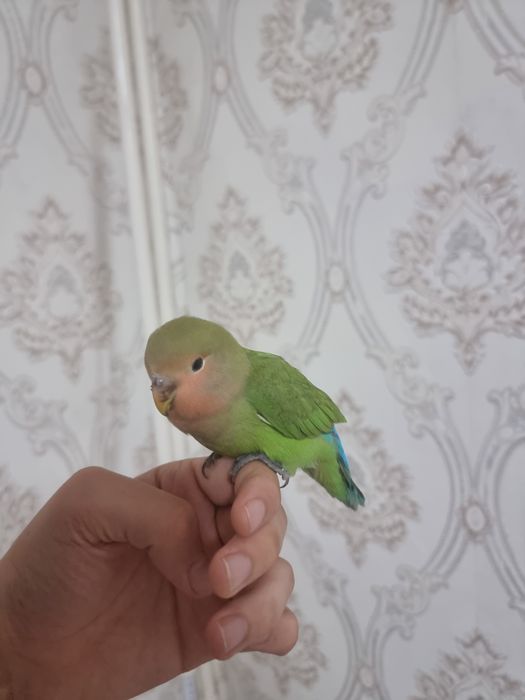 Lovebird, Nerazluchnik qo'lga ancha o'rgangan erkak(aniq emas)