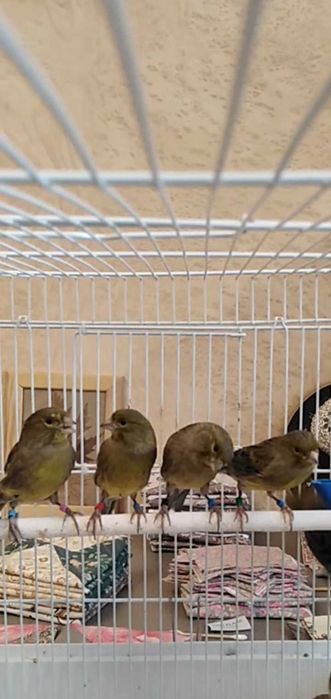 Канарейка певчая.