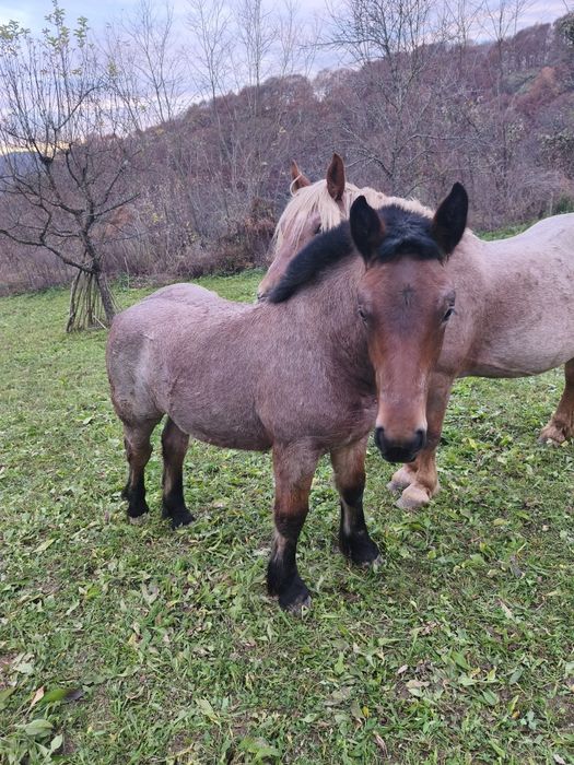 Vând mânză frumoasa