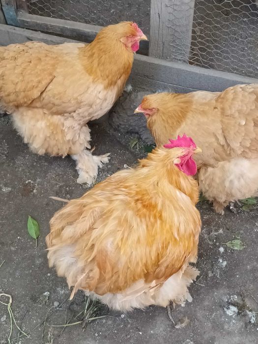 Cochinchina urias galben 1+2