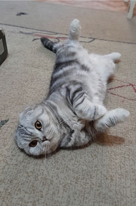 Шотландская вислоухая кошечка.