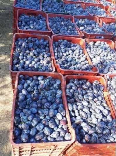 Prune Stanley și bistrițene, pentru compot,dulceață,pălincă sau țuică.