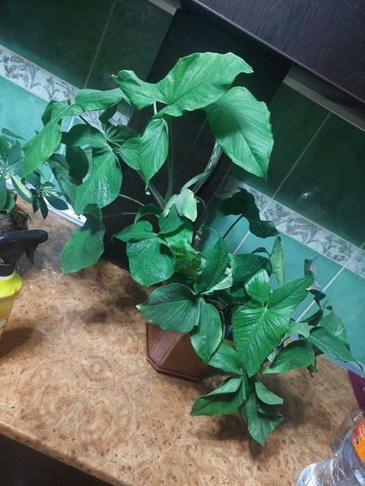 Комнатные растения