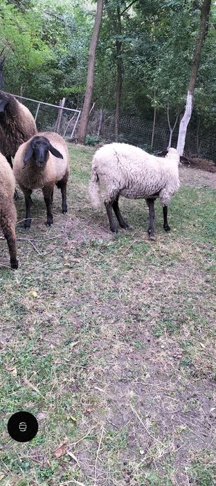 Oaie metis Carabaș prima fătare 2 ani in August!