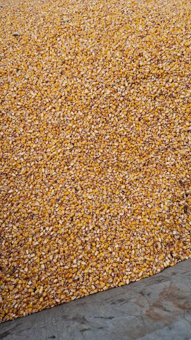 Porumb boabe  an 2025