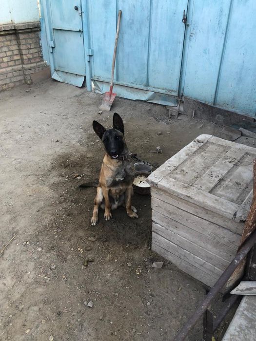 Белгиский овчарка сатылады