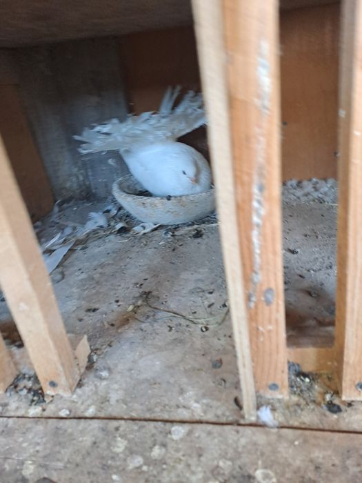 Porumbei voiajori albi