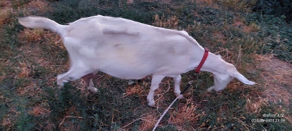 Capră saanen  cu anglo cu iada dupa ea