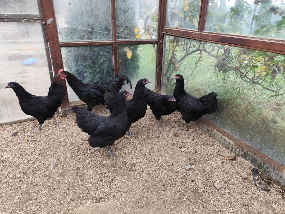 Familie australorp negru tineret