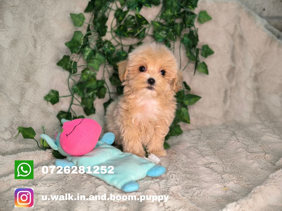 Vand baietel maltipoo toy - minitoy F1