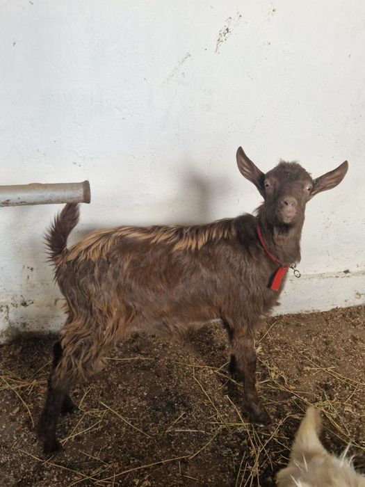 Vand tap in varsta de 4 luni