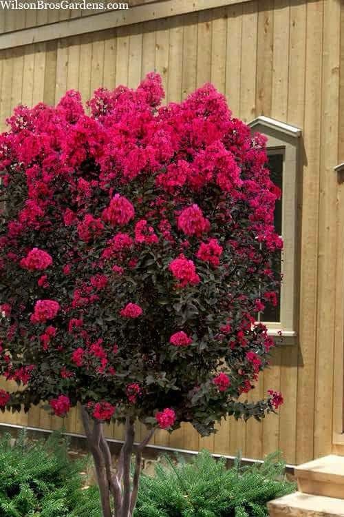 Corona flowers works