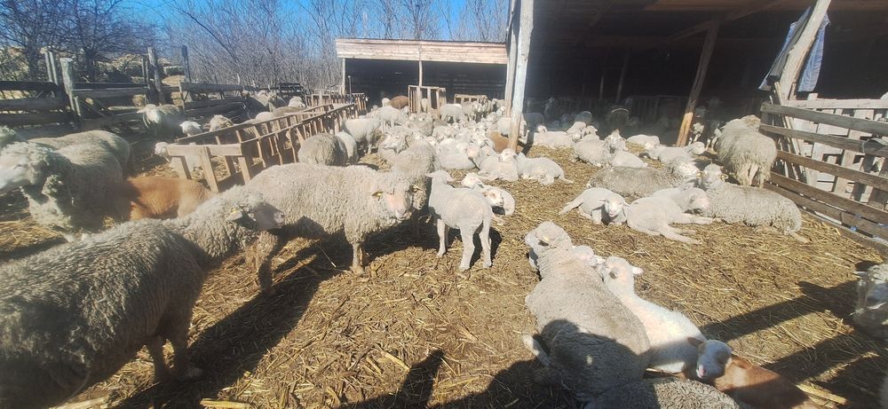 Vand berbecuti de sacrificat!40 bucati.