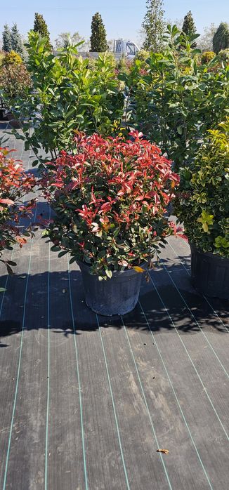 Tuia leylandi ( chamaecyparis) de la 1.3 la 4 m