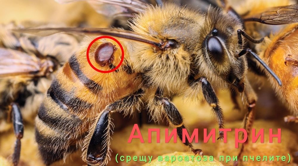 Апимитрин ( срещу вароатоза при пчелите)