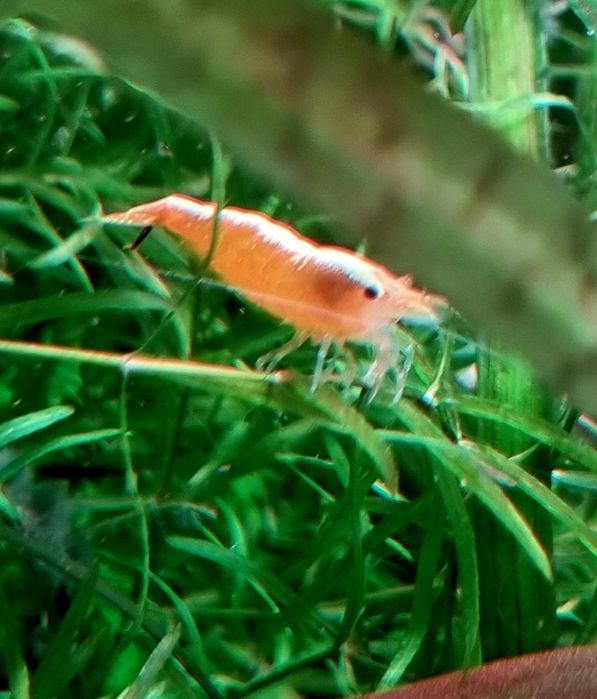 Creveti acvariu neocaridina