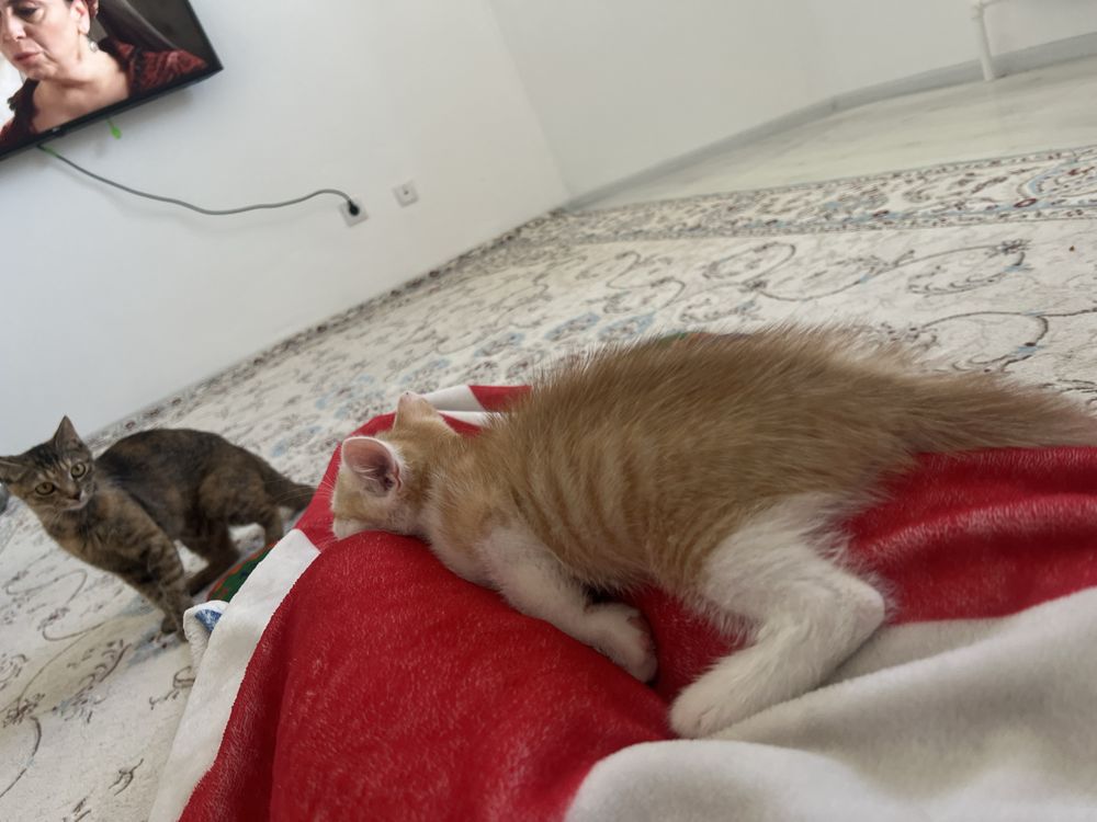 Котенка есть 1 мальчик,1 девочка