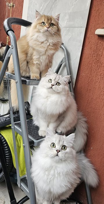 Британски дългокосмести котенца