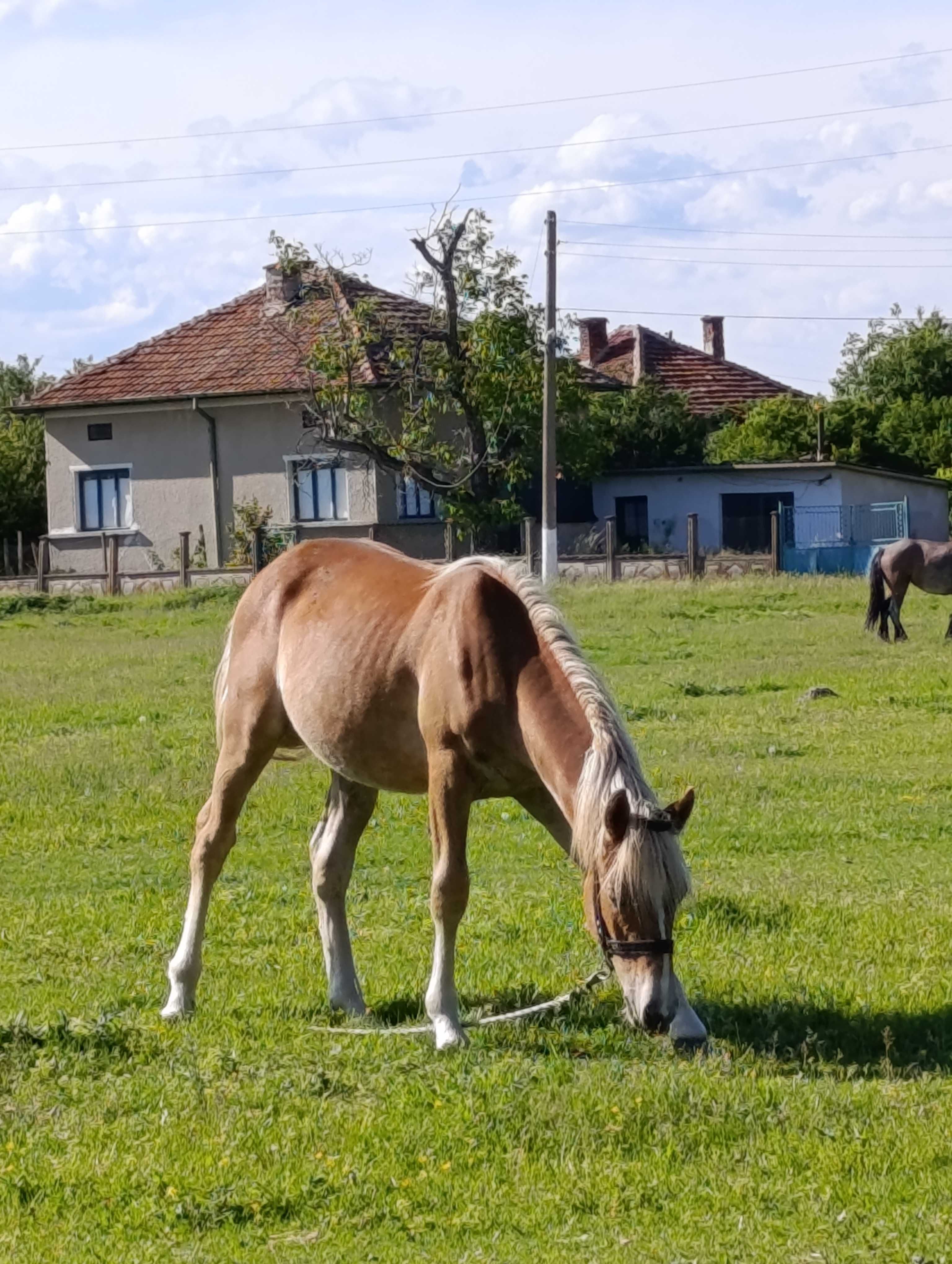 Мъжко конче Хафлингер!