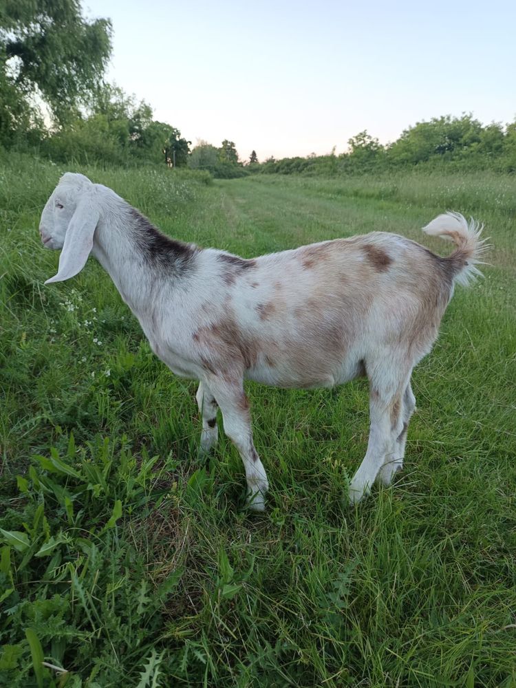 Ied cu pedigree de vanzare