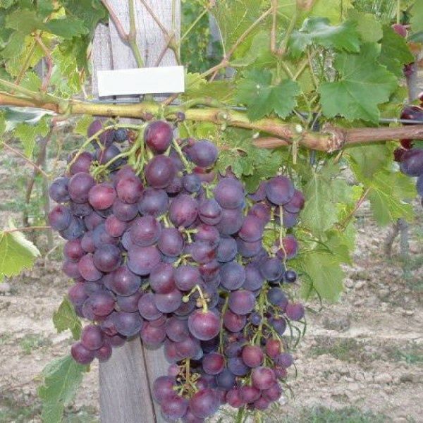 Vita de vie altoita nobila roze 4 soiuri