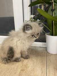 Малки сладки Персийски котенца колорпойнт