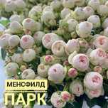 Саженцы Розы  Качество, без пересорта