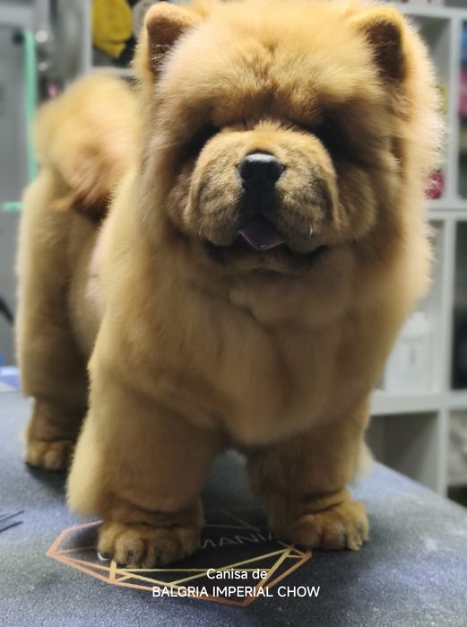 Femela Chow Chow cu Pedigree