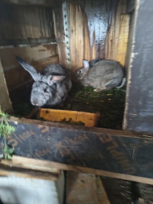 Vând pereche iepuri tineri și mari