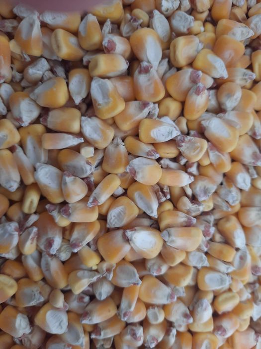 Vând porumb recolta 2025.