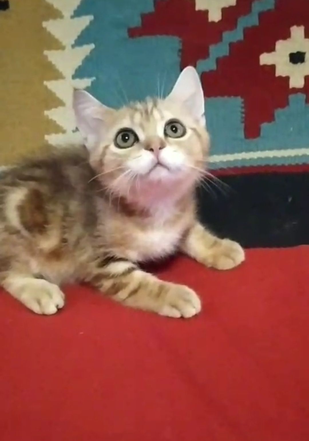 Скотиш страйт мраморный мальчик