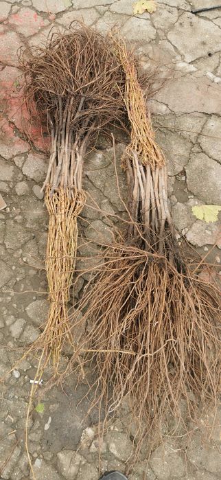 Butasi vita de vie soiuri care sunt rezistente