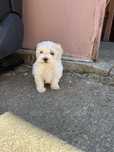 Bichon maltez toy