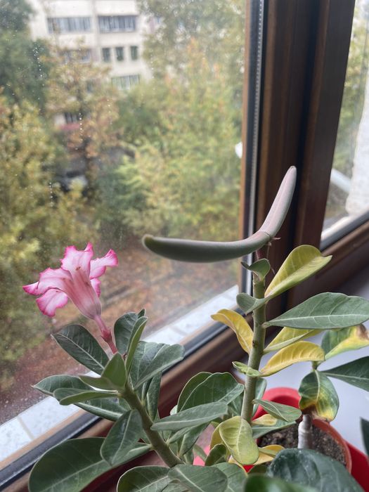 Адениум семена и сеянцы