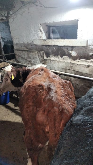 1.5 жылдык ургашы союга малдануга болады