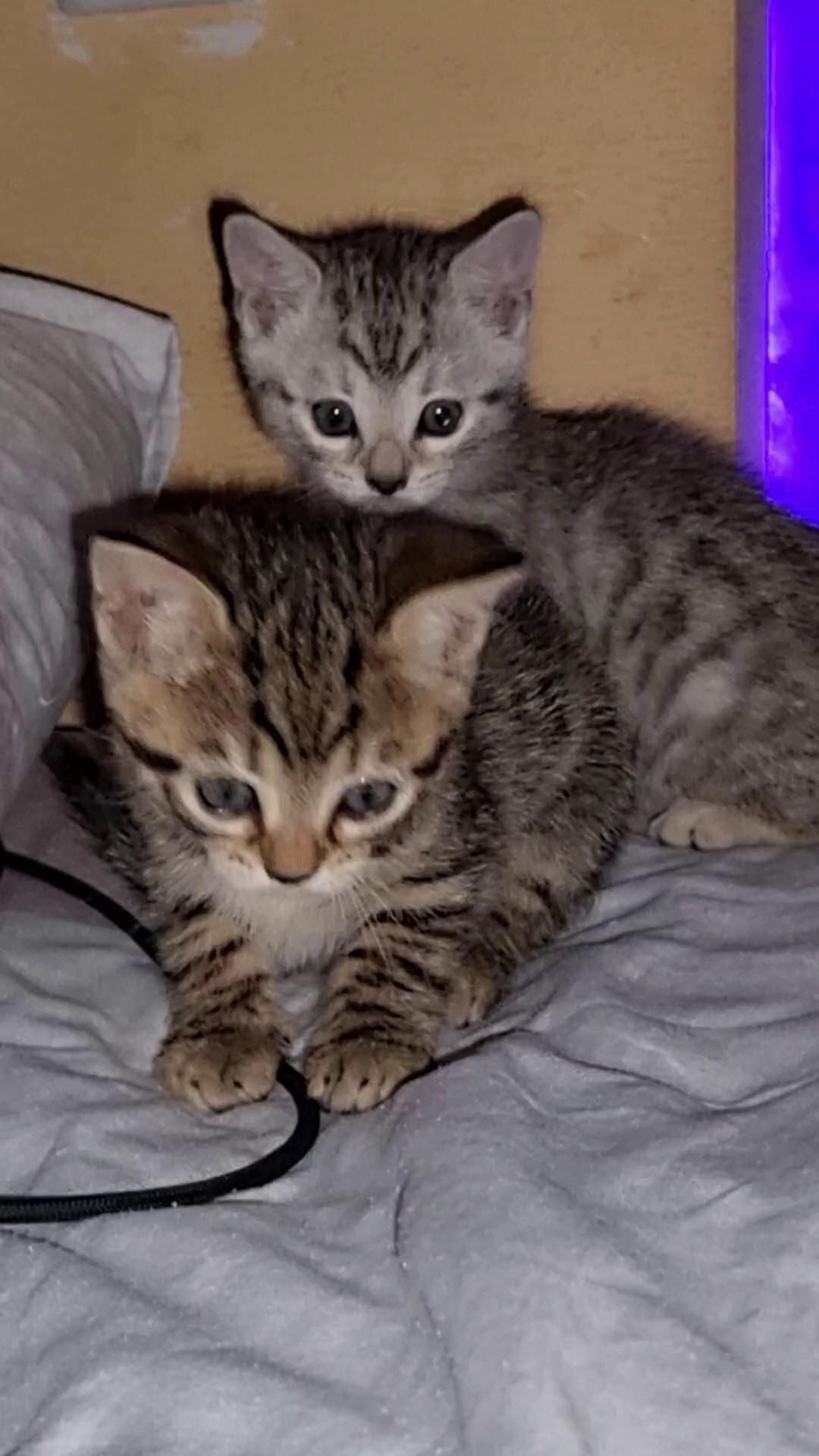 Продаётся котята
