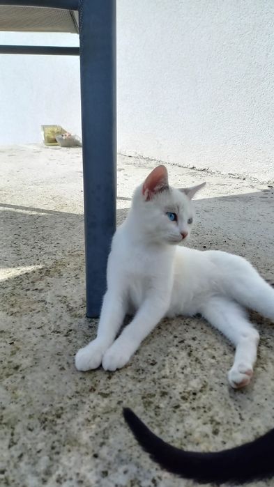 Pisicuțe micuțe și dragalașe